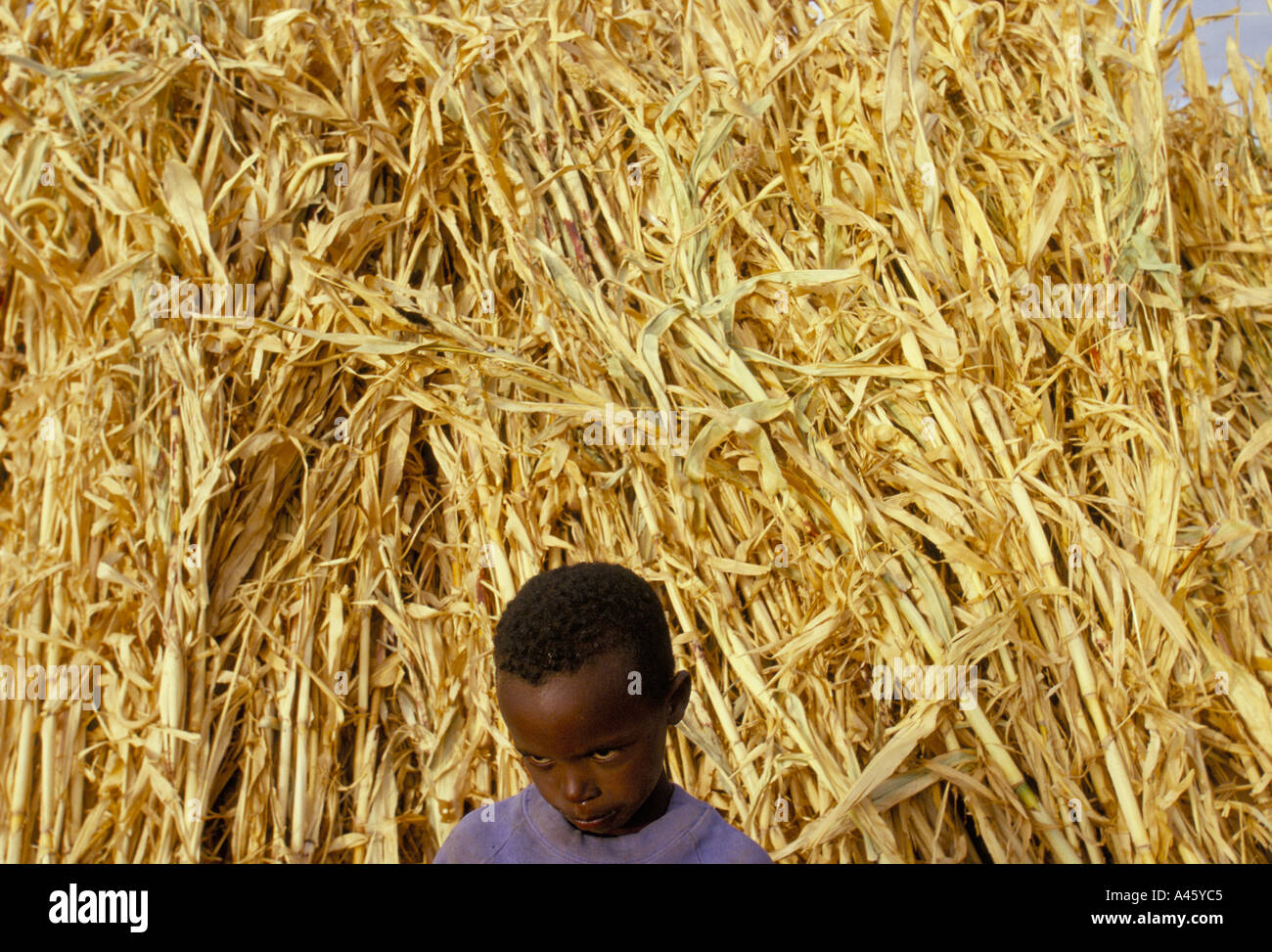 farmers son next to harvested corn self declared independent country of somaliland Stock Photo