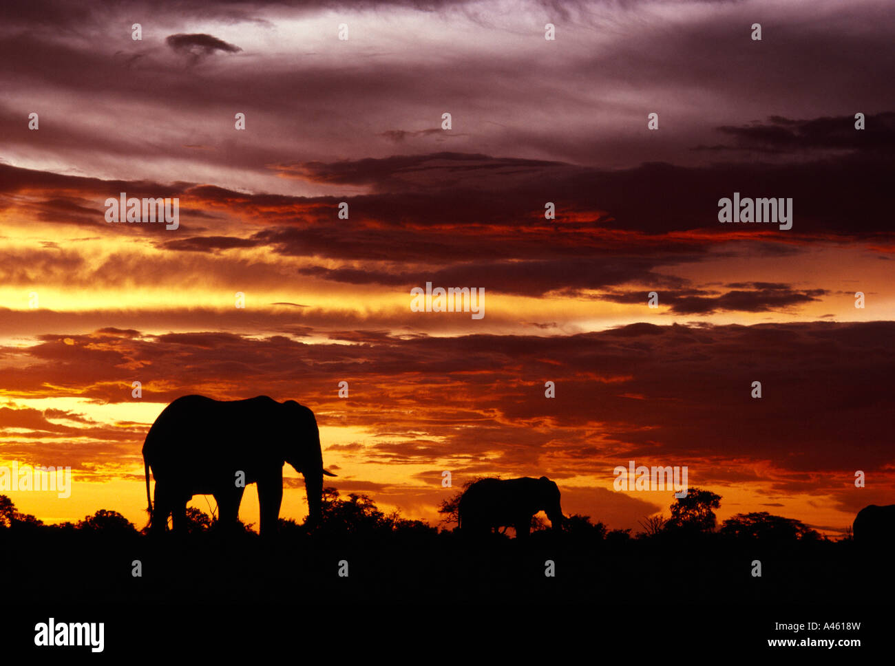 SOUTH AFRICA East Transvaal Kruger National Park Two African Elephants Loxodonta africana walking on the horizon at sunset Stock Photo
