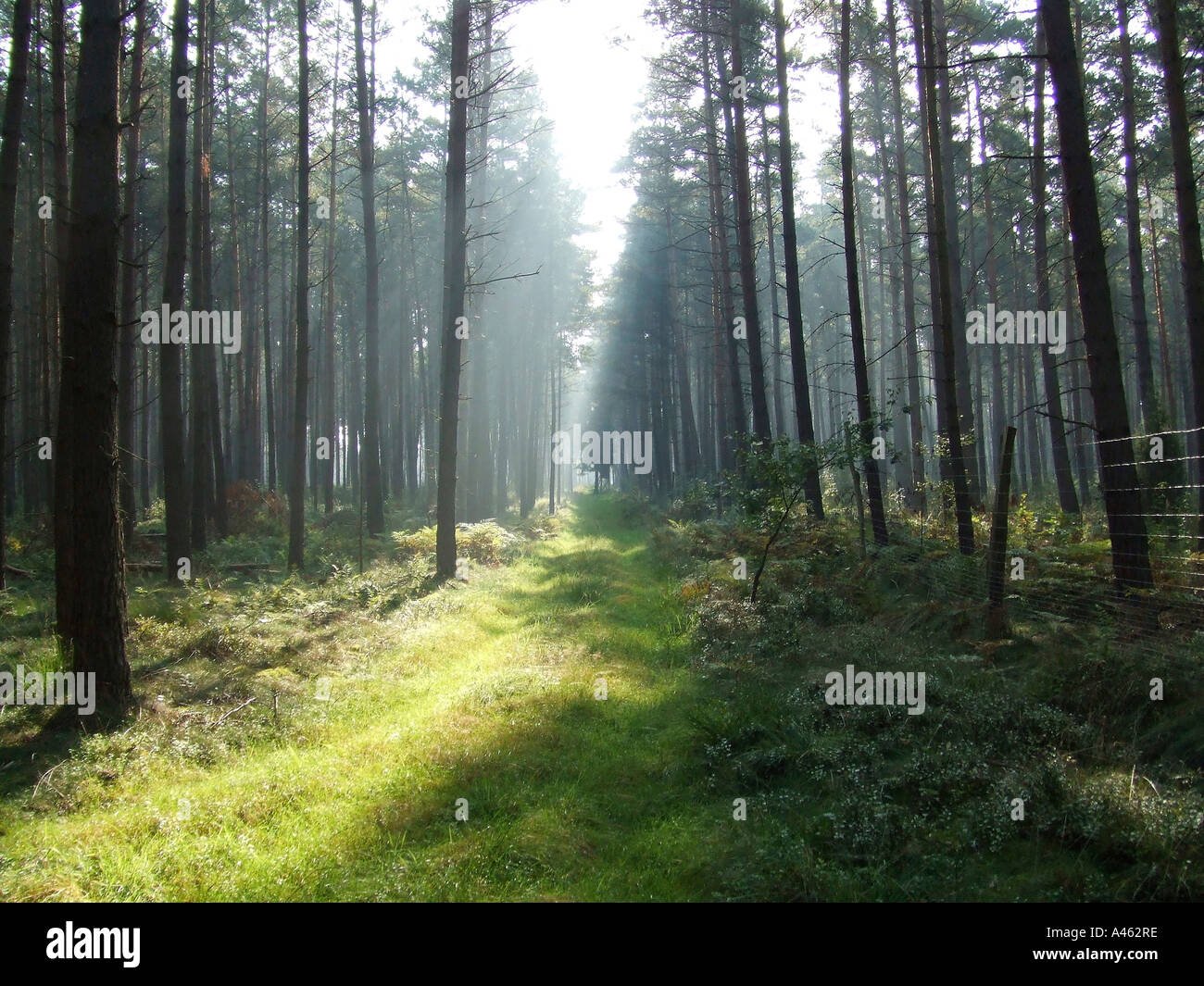 Sunlight forest hi-res stock photography and images - Alamy