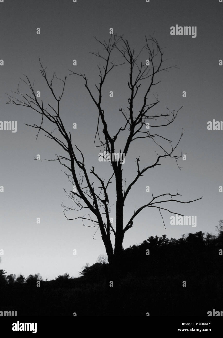 Leafless tree silhouetted against dark sky Stock Photo - Alamy