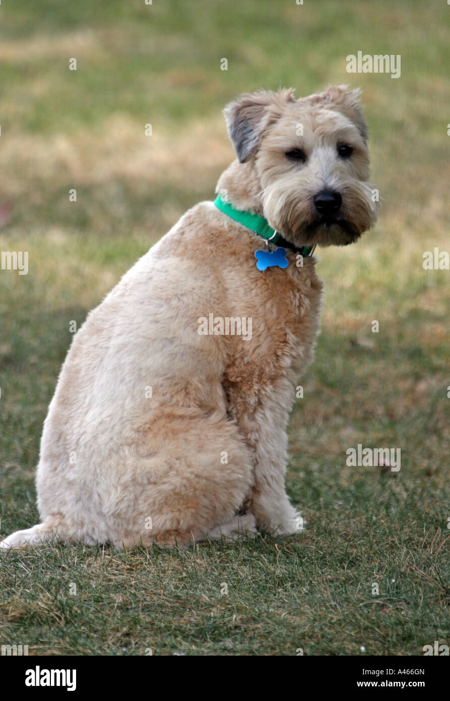 Soft Coated Wheaten Terrier Looking Back Stock Photo 10946852 Alamy
