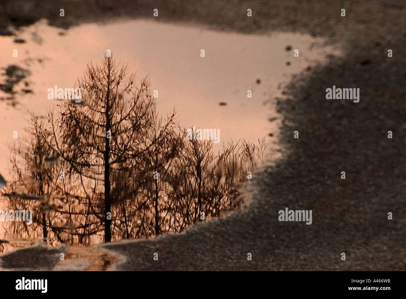 tree reflected in one water puddle in film grain Stock Photo