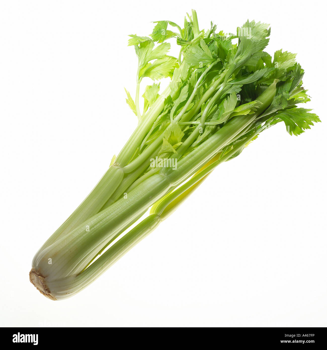 A celery on a white background Stock Photo