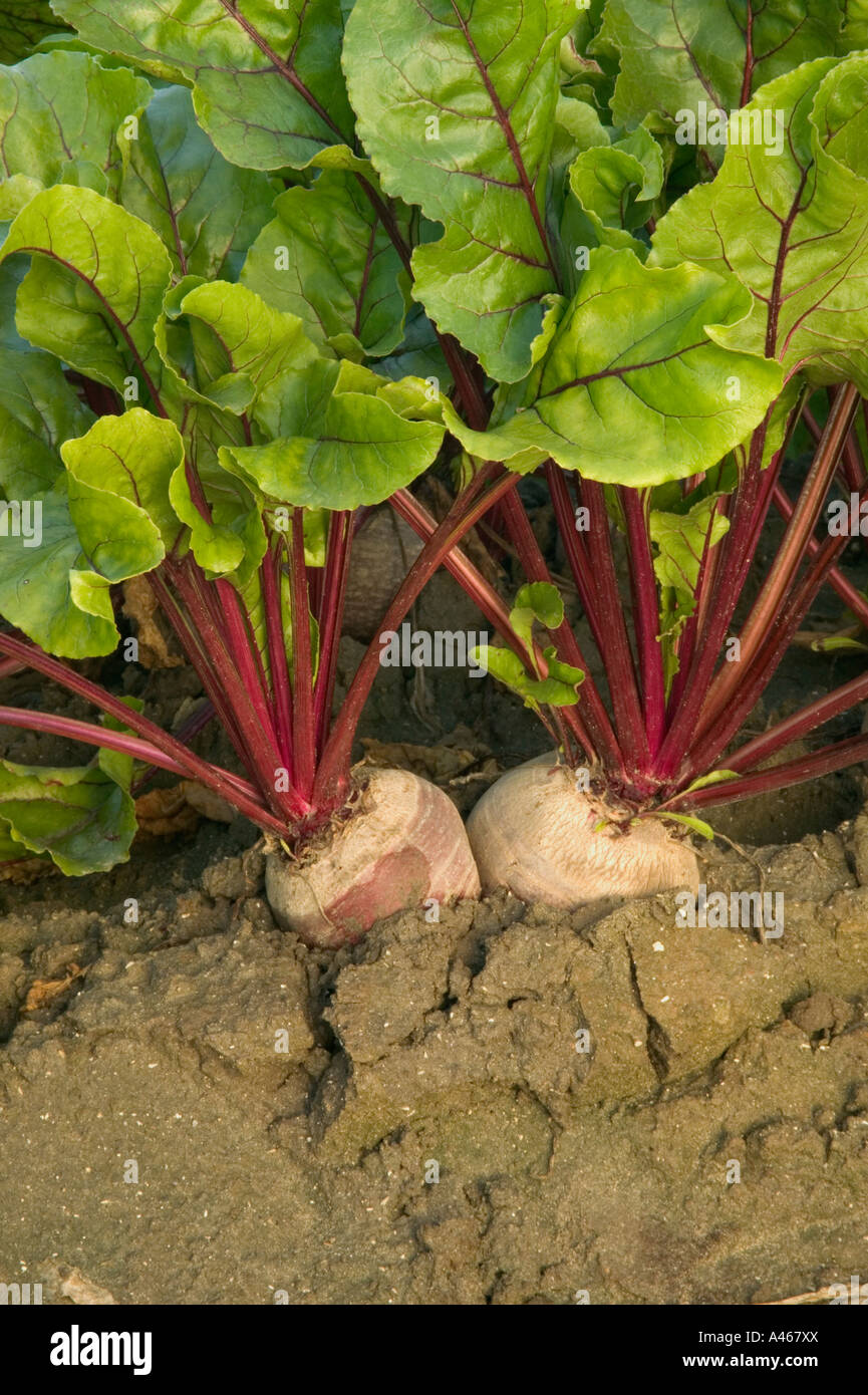 Red beets growing in soil. Stock Photo