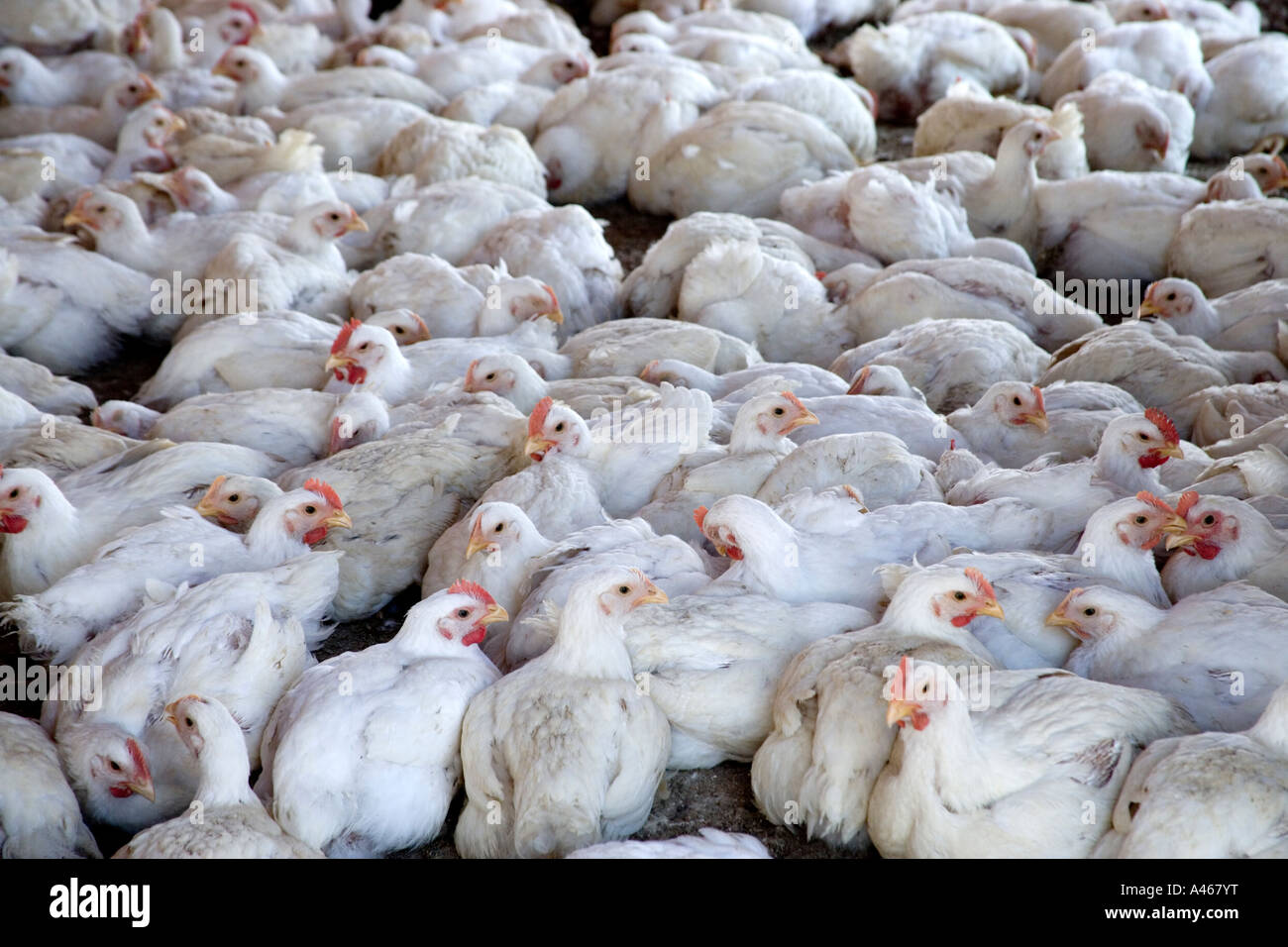 Poultry farm, chickens, California Stock Photo Alamy