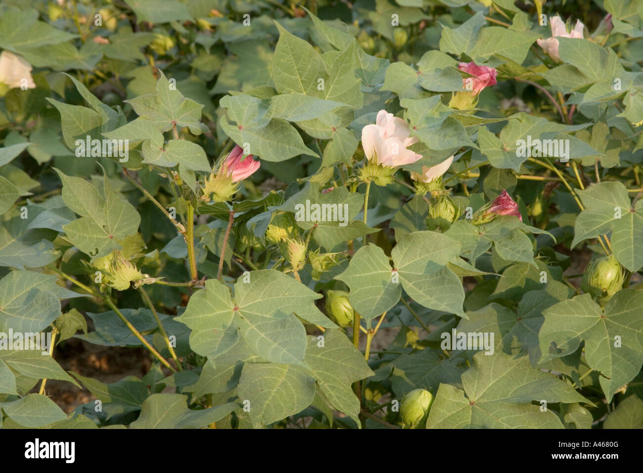 Cotton plants, Roundup Ready flowering field Stock Photo Alamy