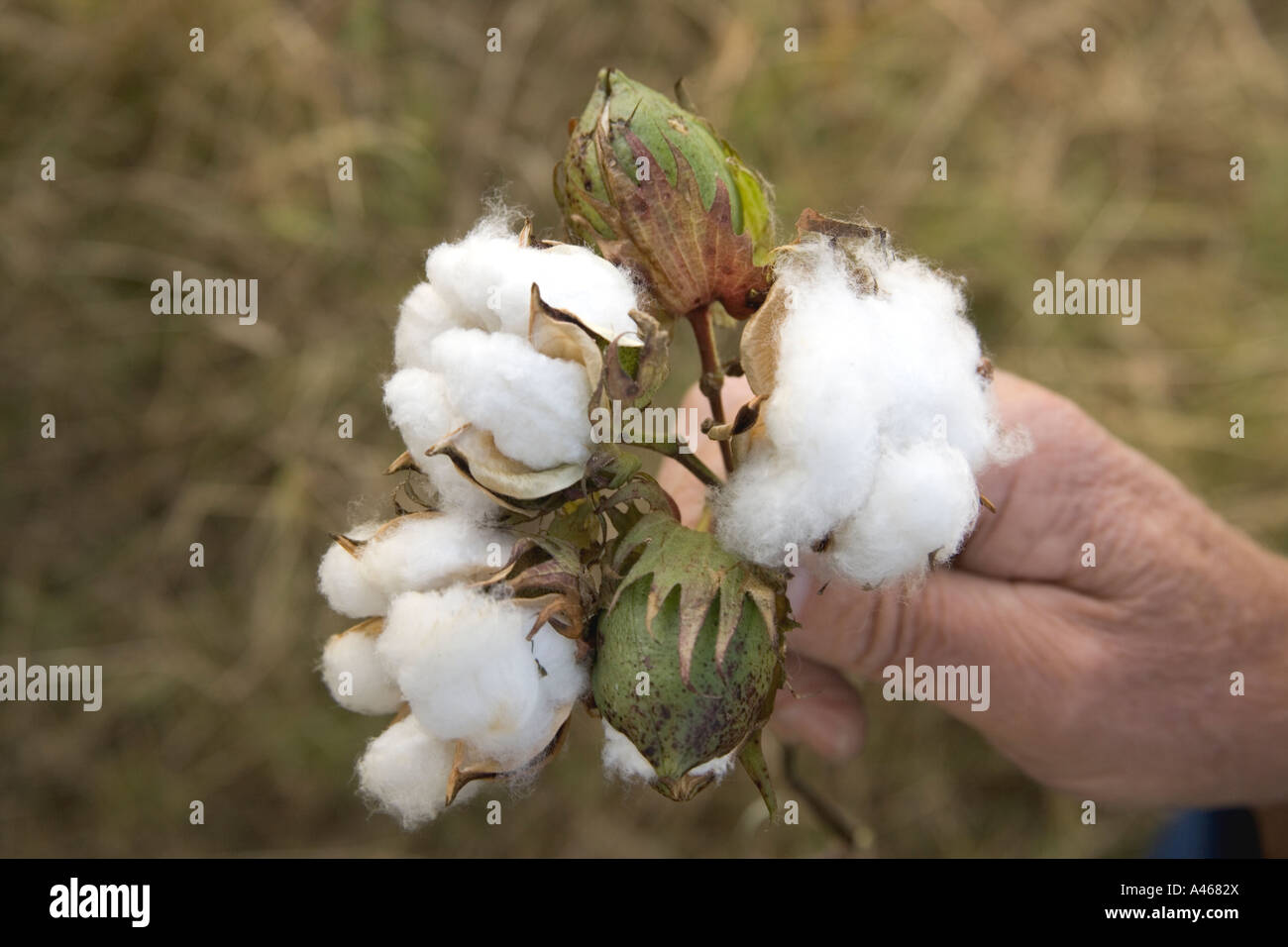 Hand holding mature cotton bolls. Stock Photo