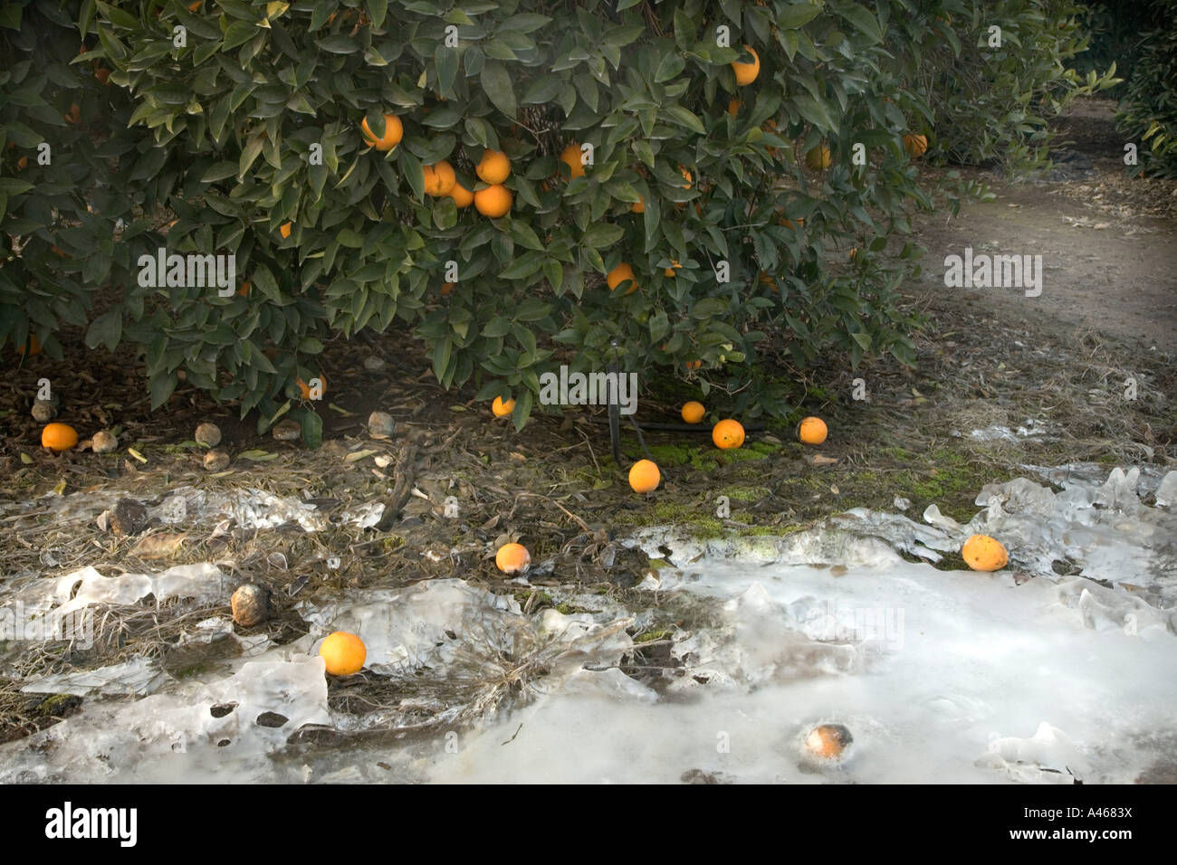 Citrus tree frost hires stock photography and images Alamy