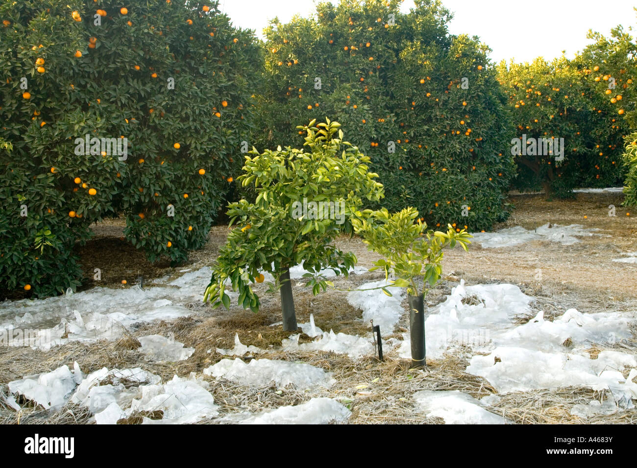 Orange orchard formed ice resulting from sprinkler irrigation. Stock Photo