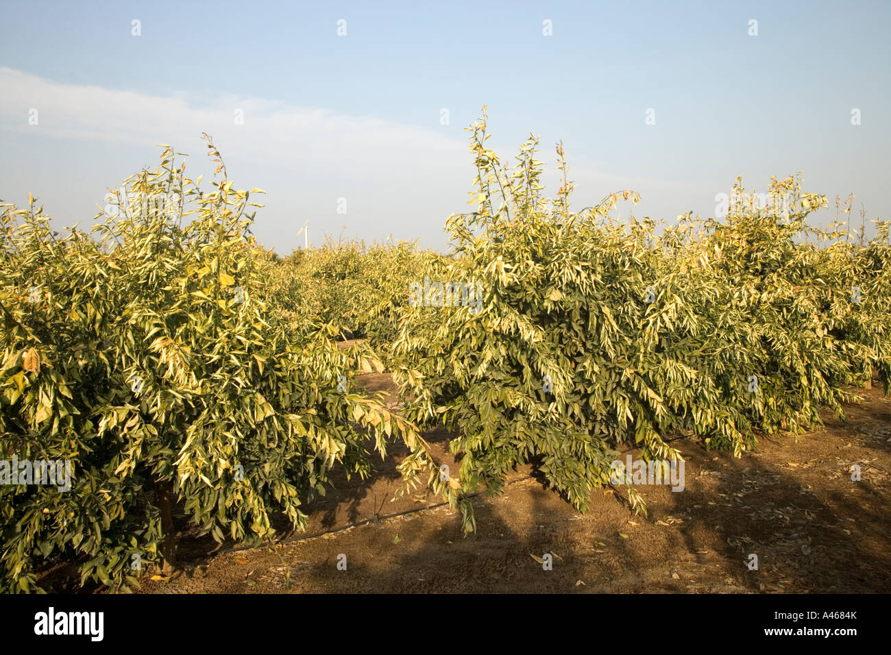 Frost damage to young orange orchard. Stock Photo