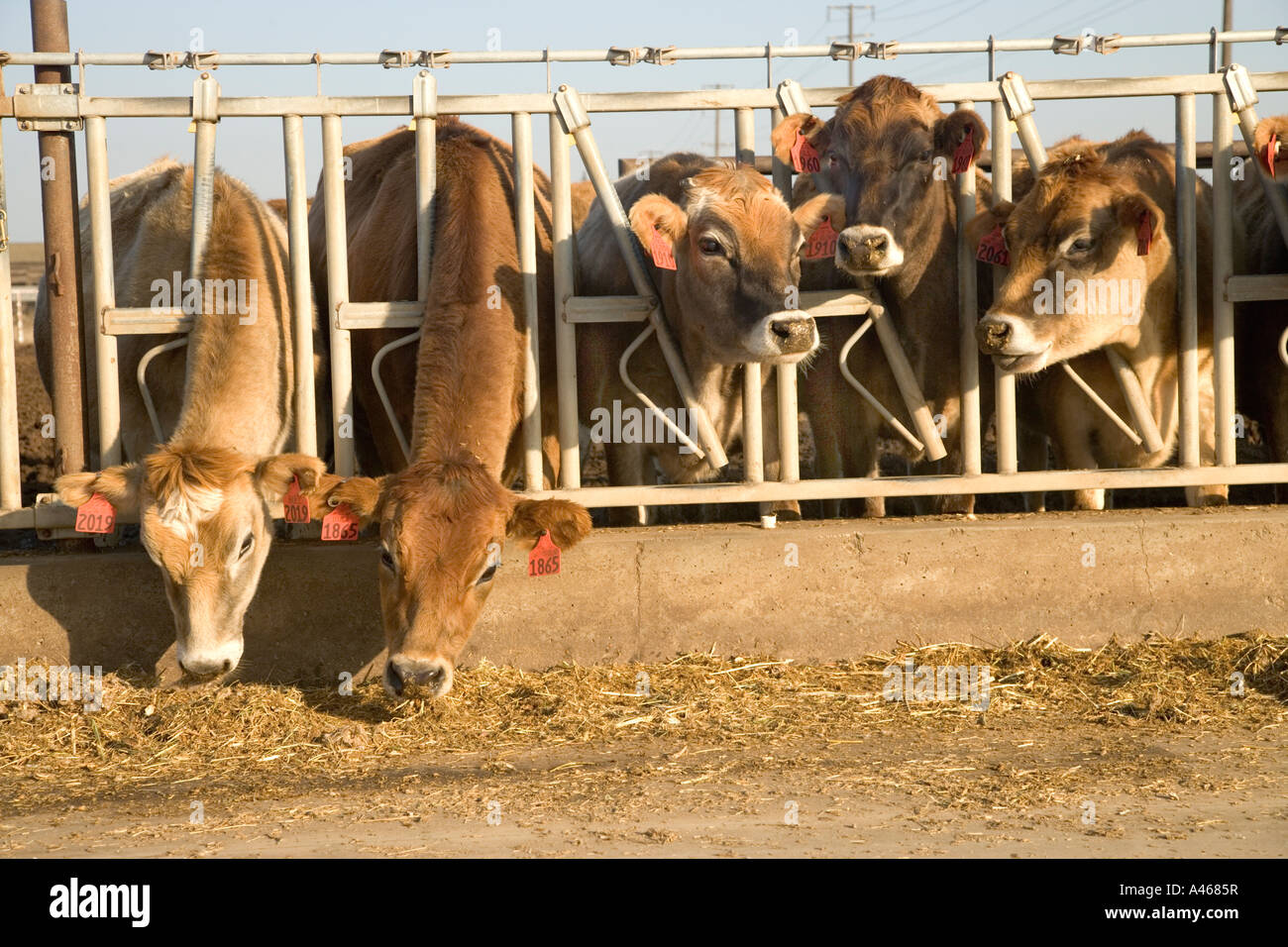 Jersey dairy cows feeding in stanchions Stock Photo Alamy
