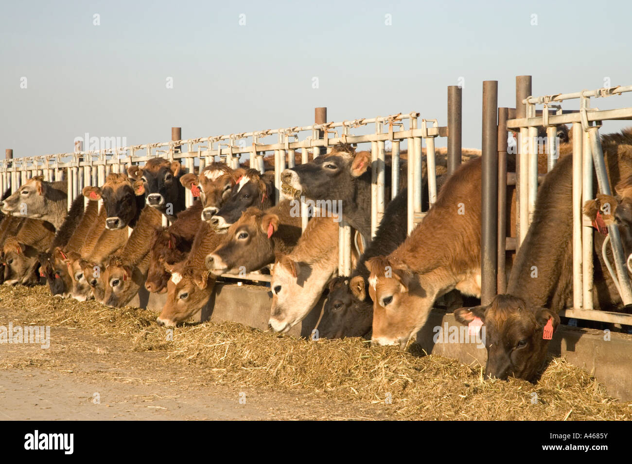 Jersey dairy cows feeding in stanchions. Stock Photo