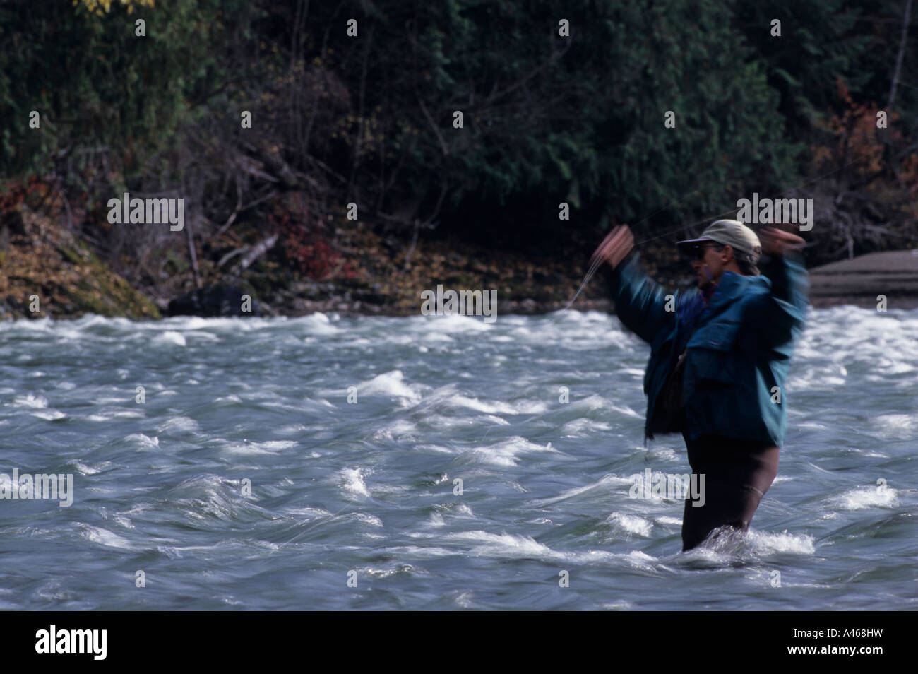 Flyfishing for steelhead Bulkley River Smithers BC Stock Photo Alamy