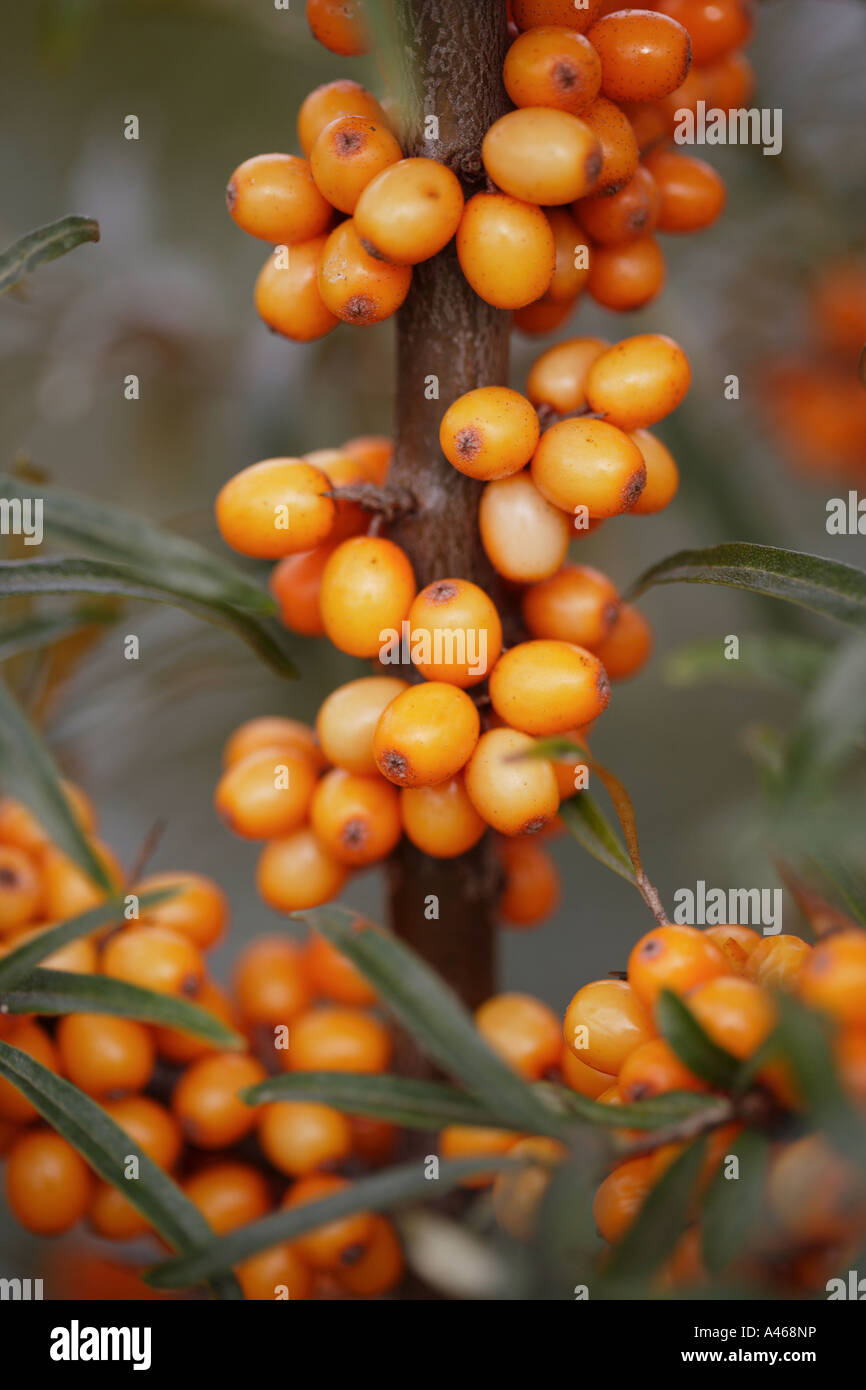 Sea buckthorn Stock Photo