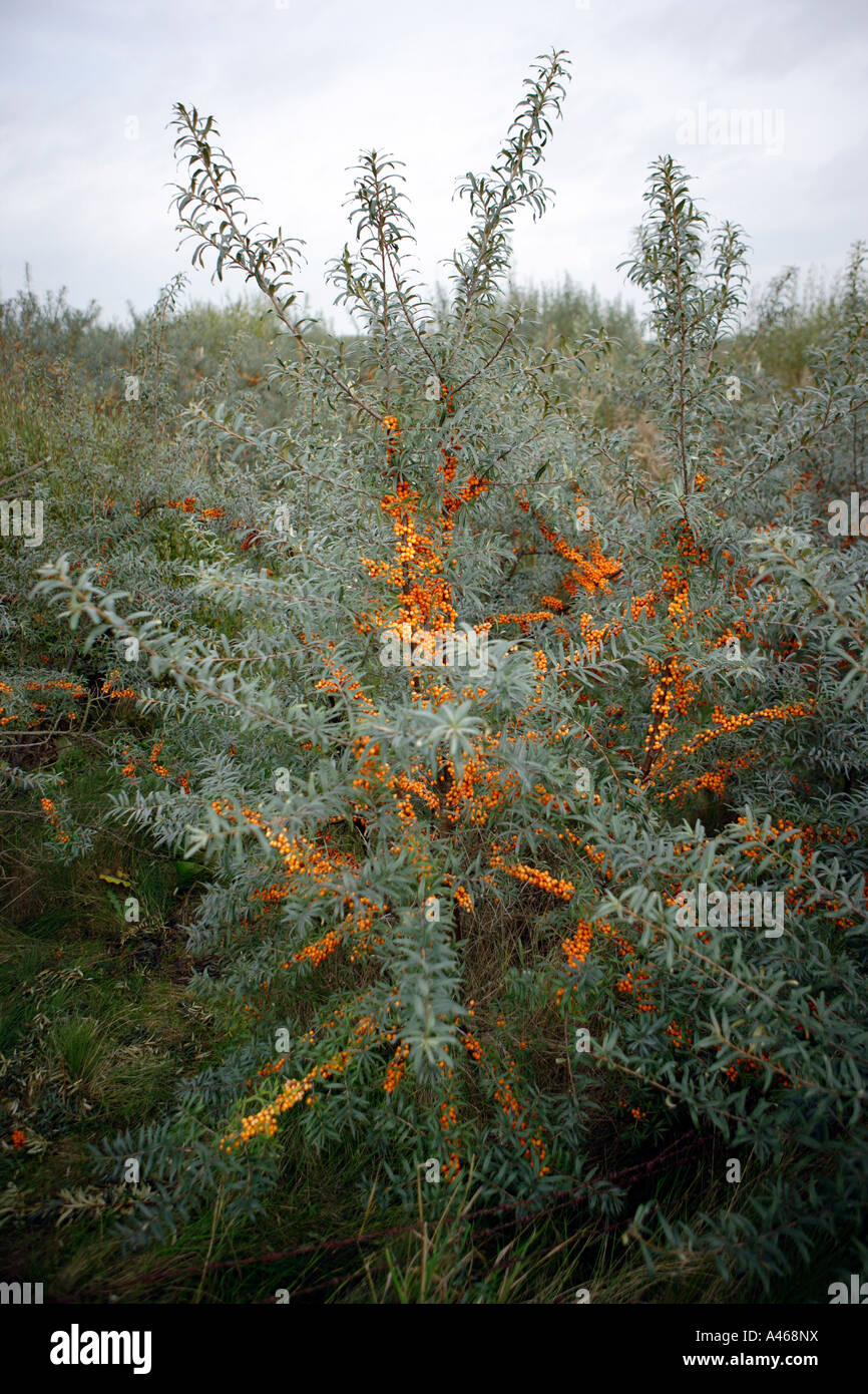 Sea buckthorn Stock Photo