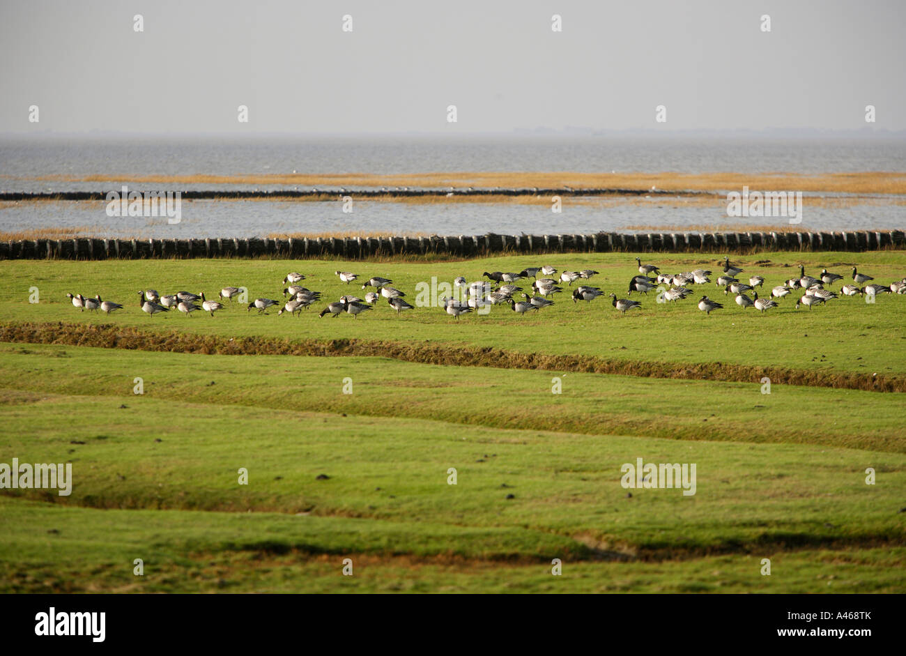DEU Germany Schleswig Holstein Sea birds on the salt meadows at Hillgroven Stock Photo