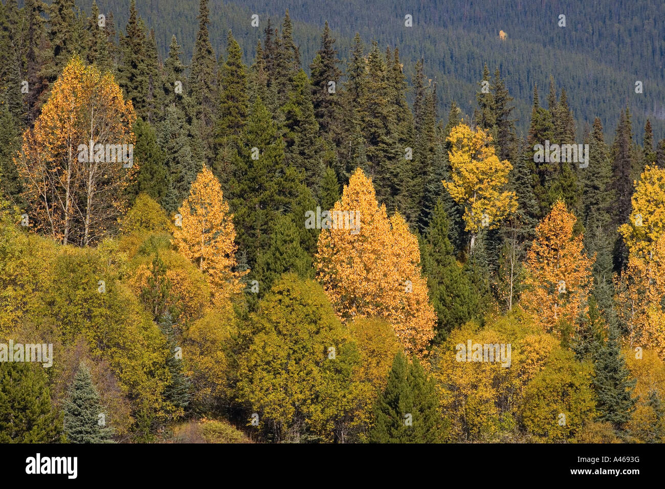 Smithers area hi-res stock photography and images - Alamy