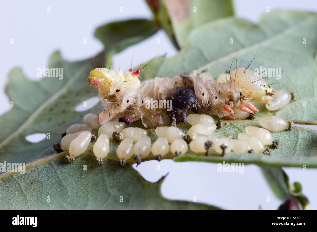 Ichneumon wasp larvae Stock Photo Alamy