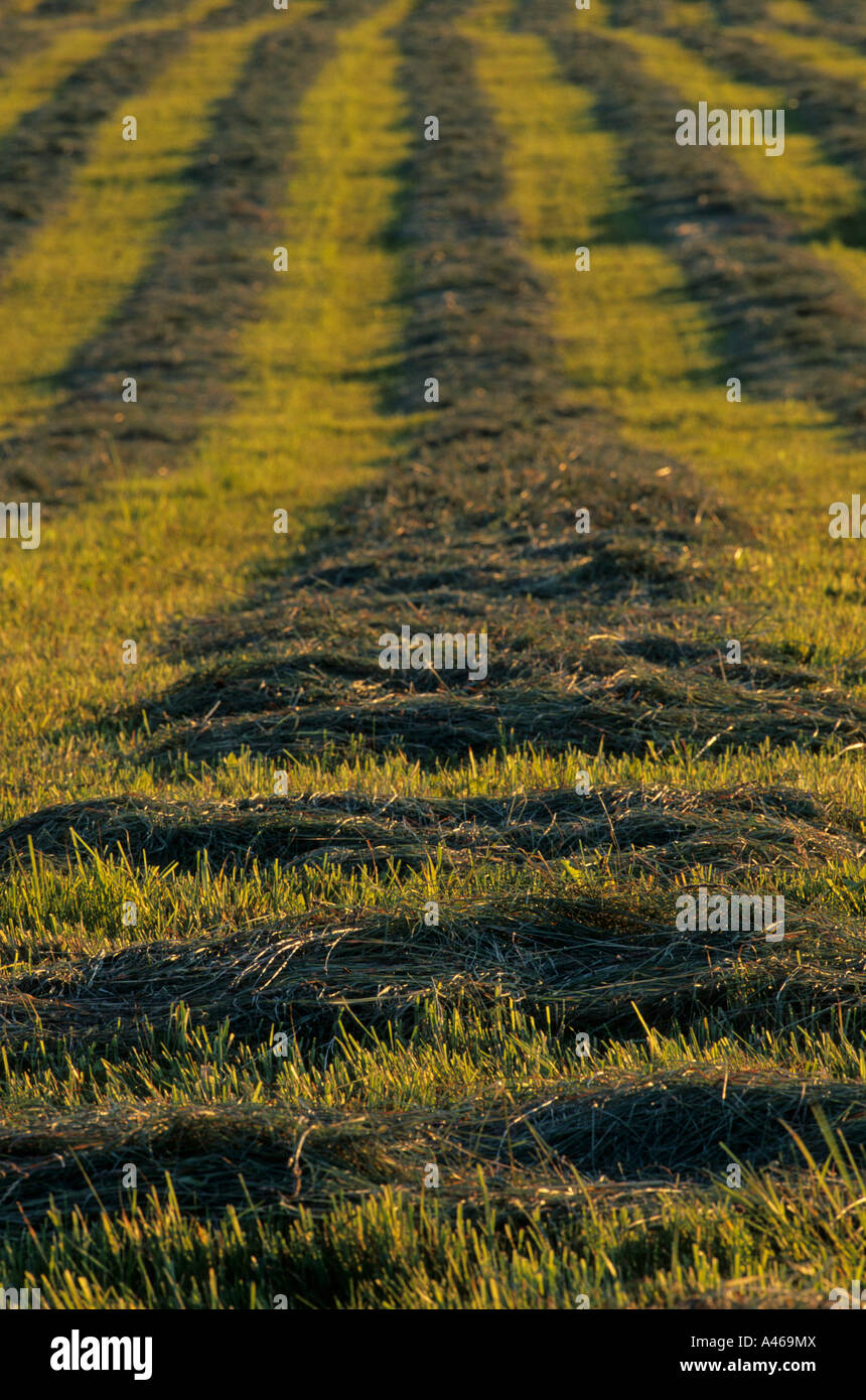 Rows of cut hay Smithers BC Stock Photo Alamy