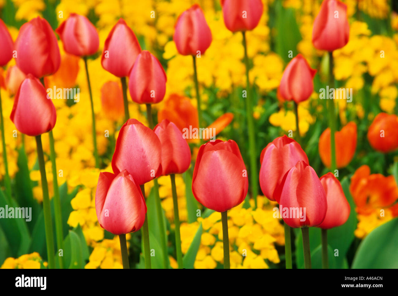 Red Tulips, Regents Park Gardens, London Stock Photo