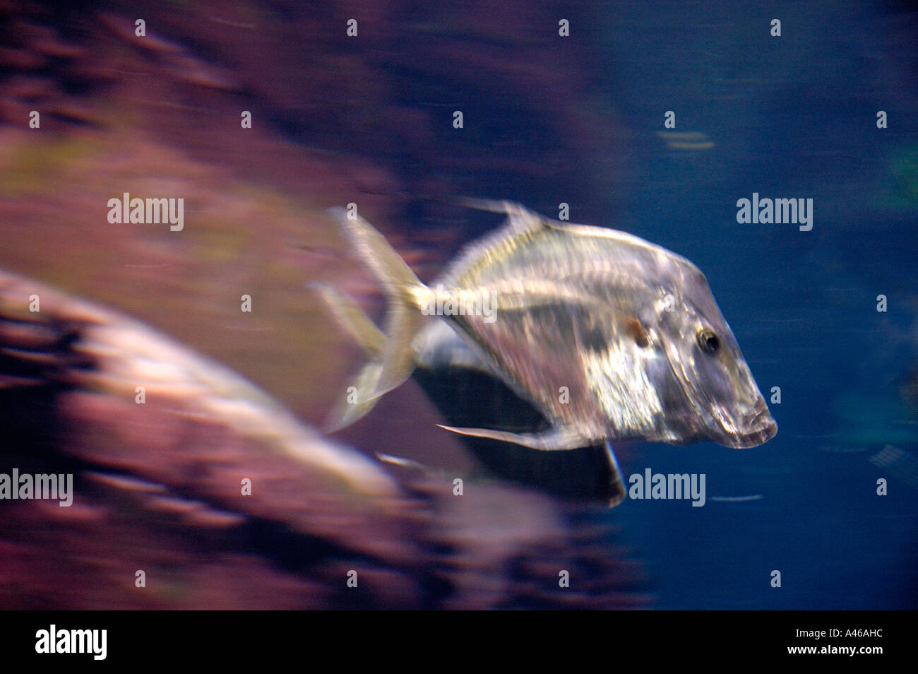 Selene dorsalis hires stock photography and images Alamy