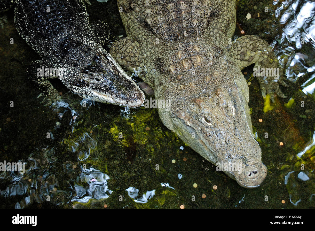 Two Nile crocodiles crocodilus nilotus , in water aquarium zoo Berlin
