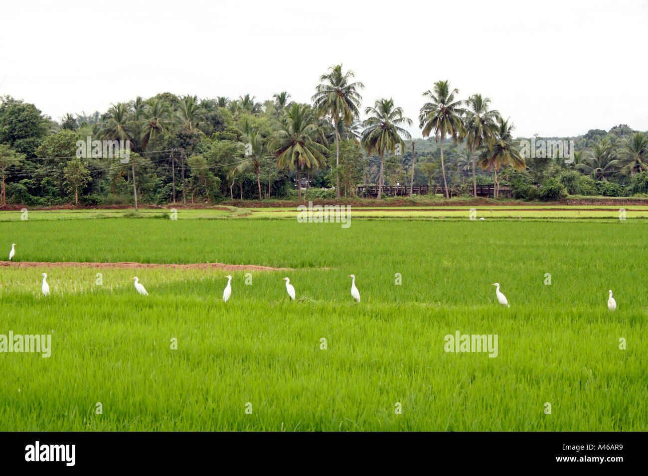 Rice paddy field Kerala thrissur Stock Photo Alamy