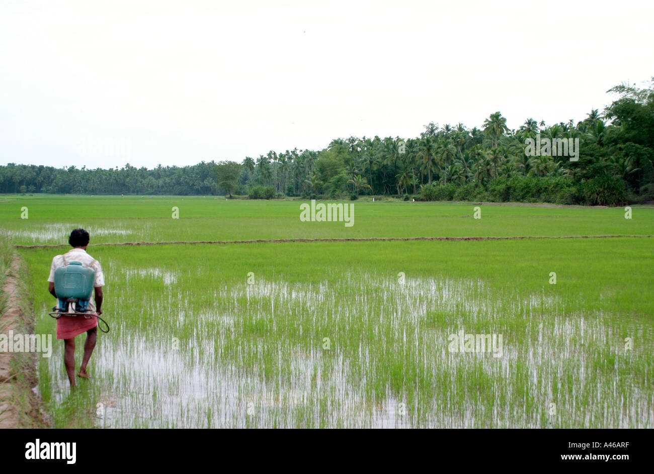 Farmer in south India,Kerala srparing pesticides on his paddy field. Stock Photo