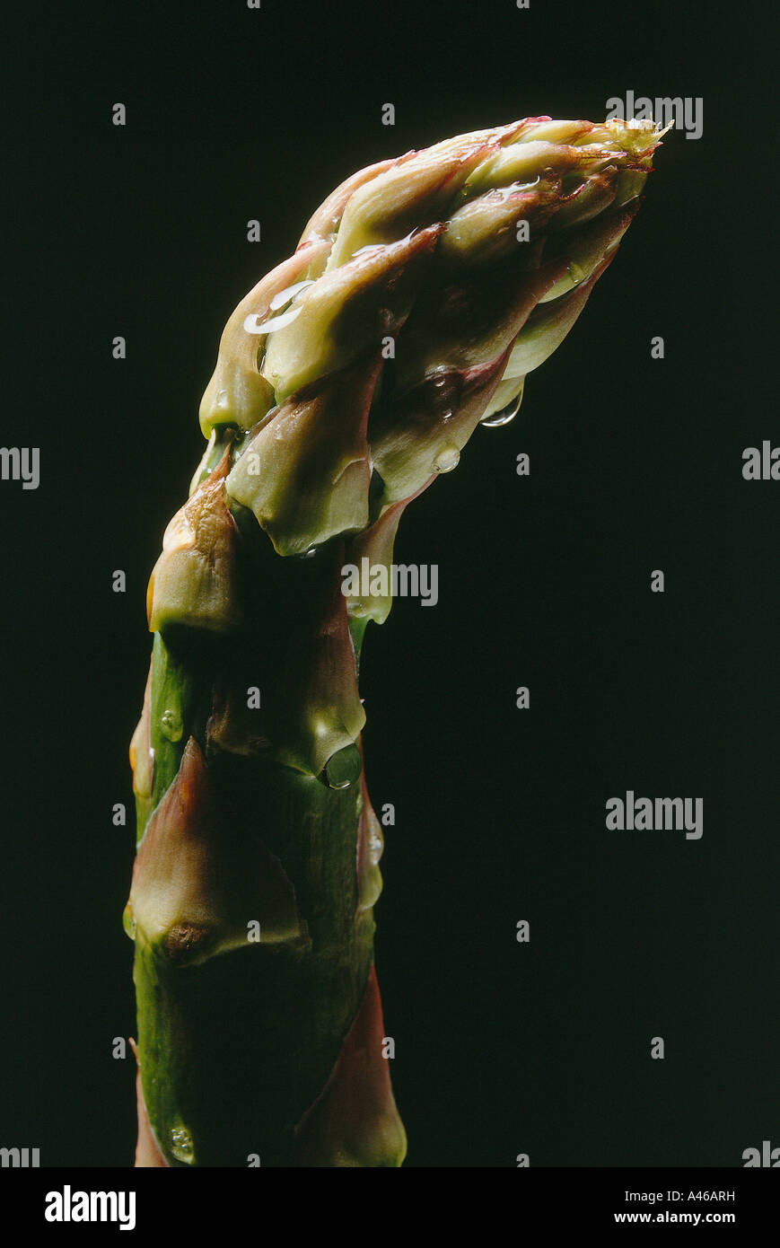 An asparagus tip on black background Stock Photo