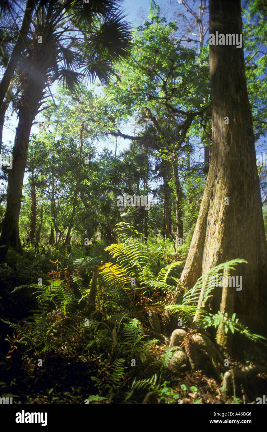 Florida bald cypress tree swamp Stock Photo