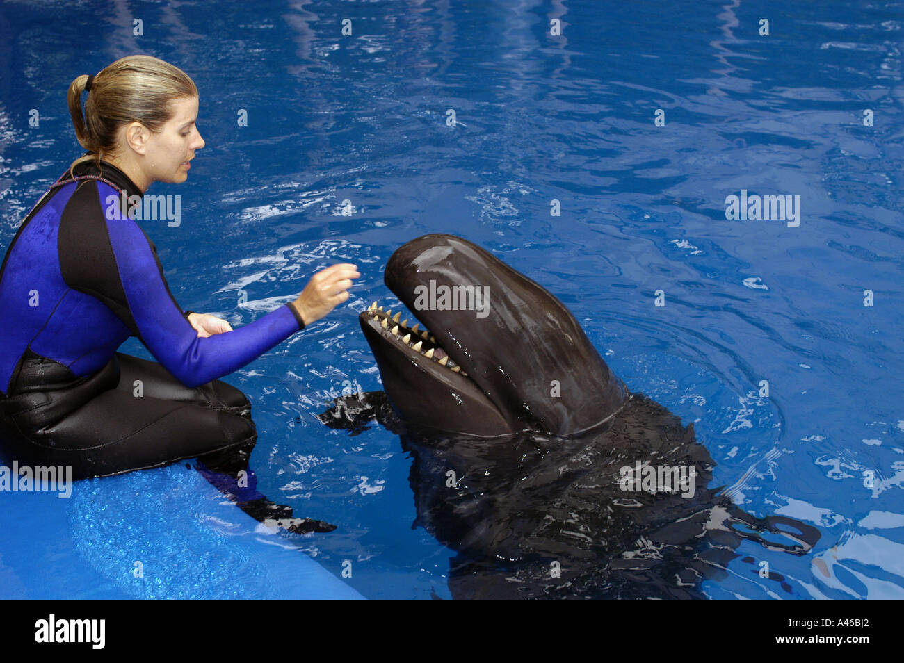 Orlando SeaWorld Trainer false killer whale Stock Photo