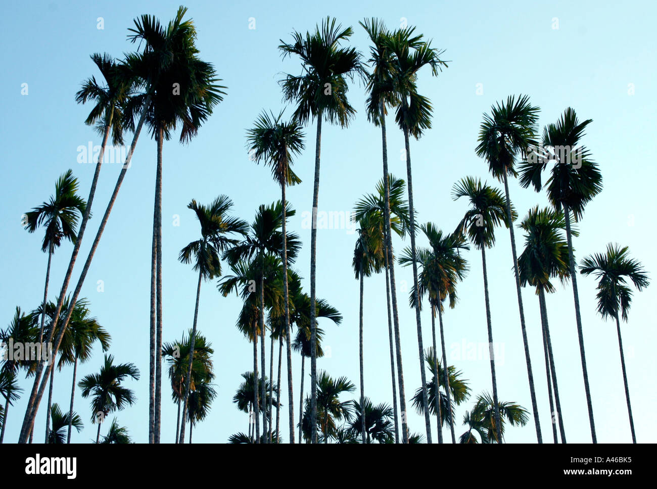 A beautiful view of arecanut ( Arecaceae ) trees against calm blue sky, Kerala, India. Stock Photo