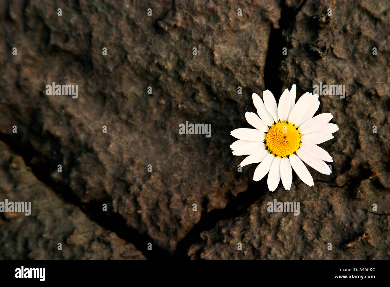 Daisy growing out of crack in rock Stock Photo Alamy