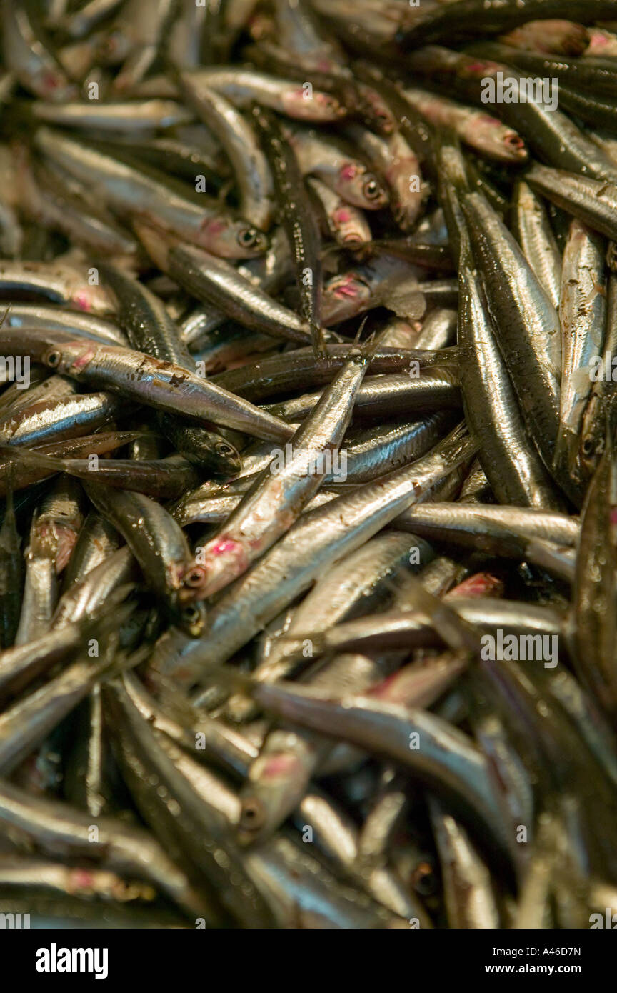 Anchovies sale on fish market hires stock photography and images Alamy