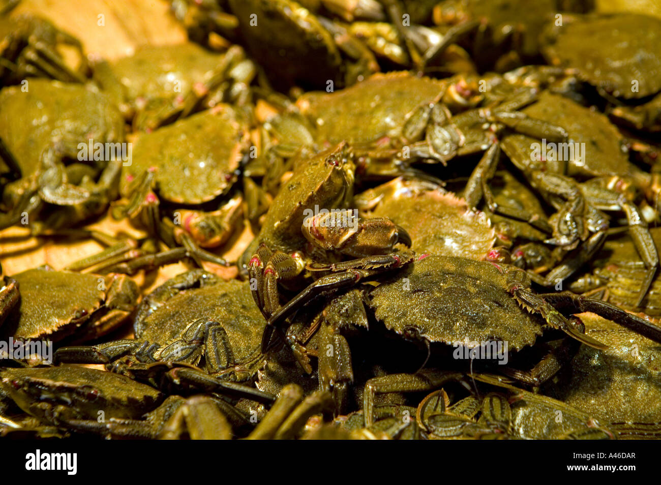 Live crabs on sale in Mercado de la Rivera, Bilbao, Pais Vasco