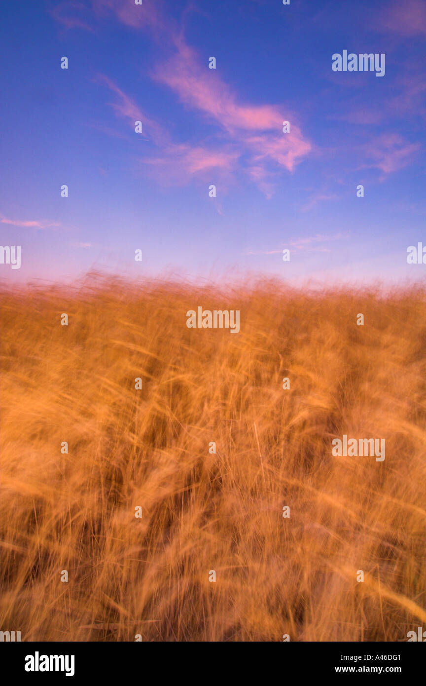 Landscape Field Reeds Field of reeds Stock Photo - Alamy