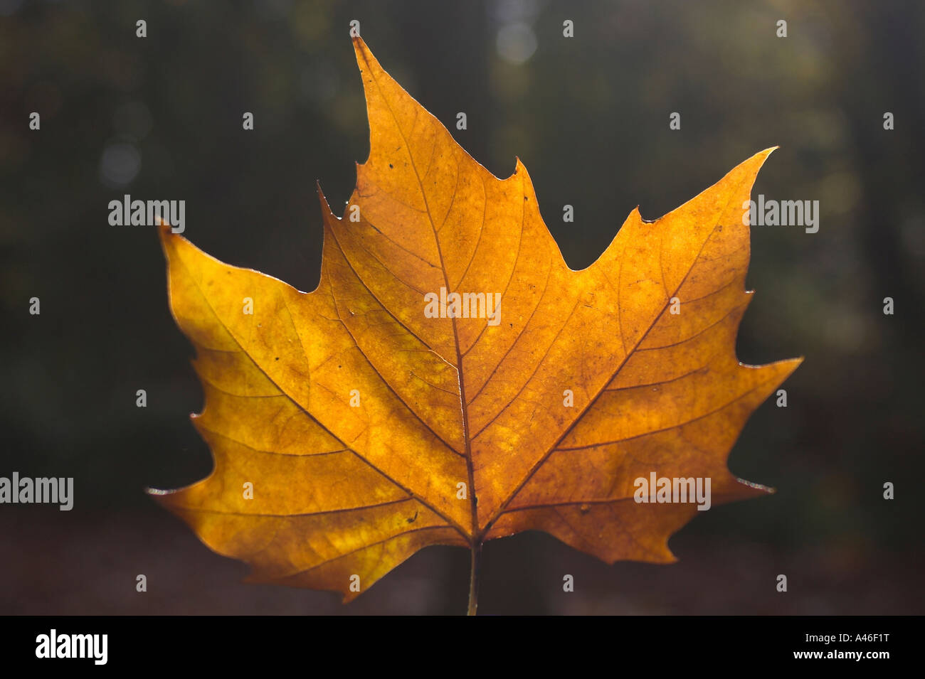 Maple leaf hi-res stock photography and images - Alamy