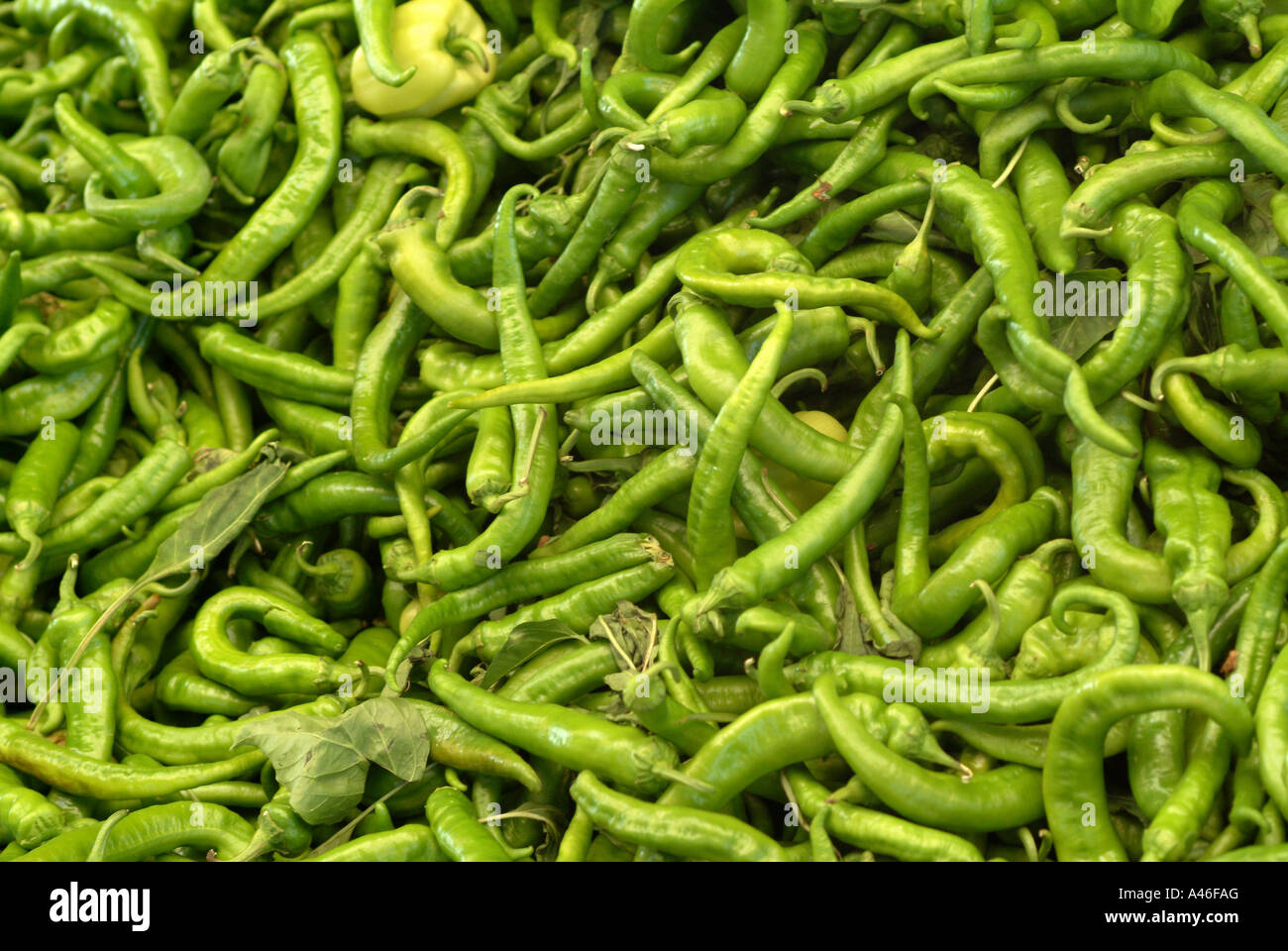 Green chilli peppers Stock Photo - Alamy