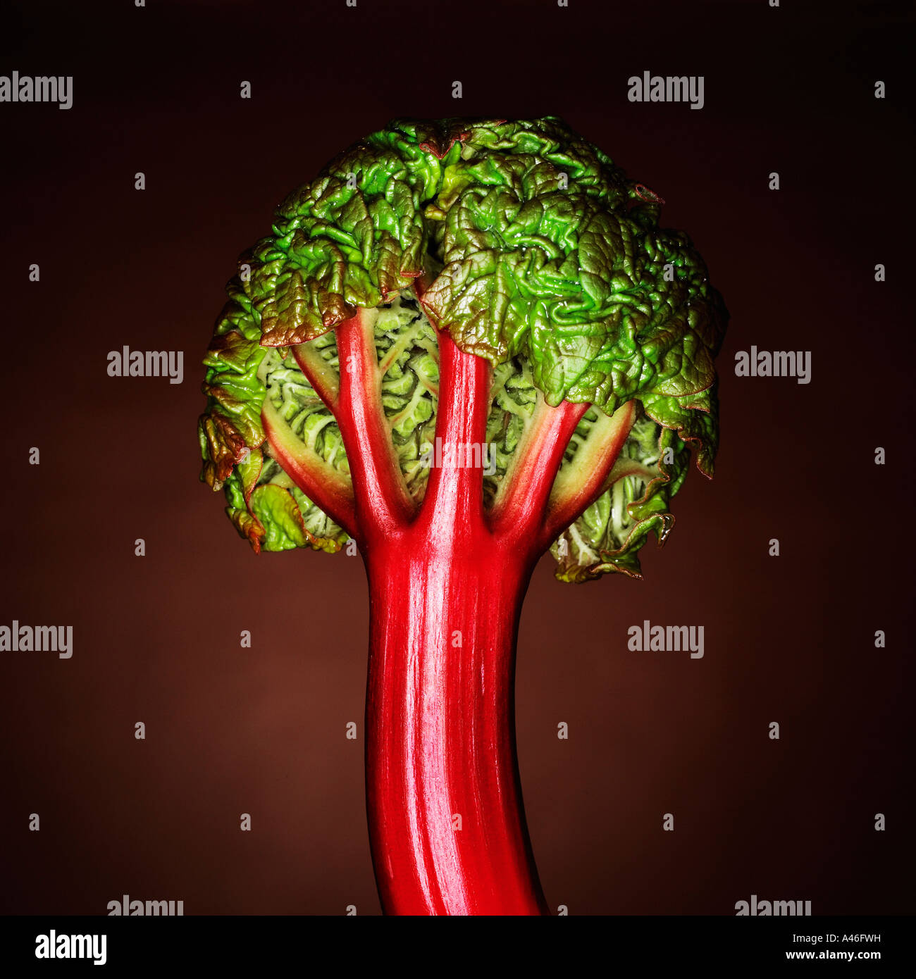 The back view of young shoot of Rhubarb looking tree like Stock Photo