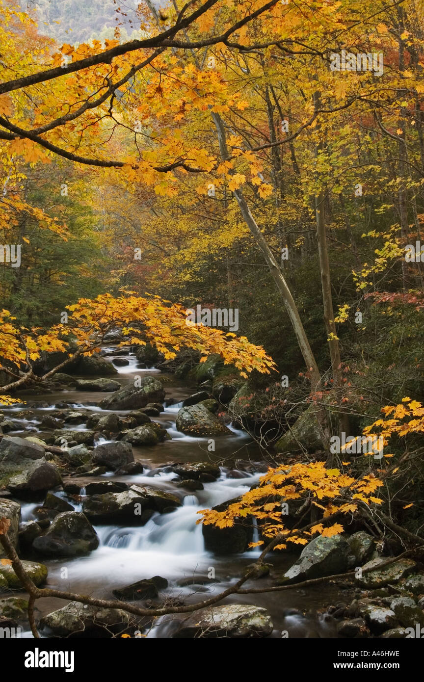 Yellow maples in the park hi-res stock photography and images - Alamy