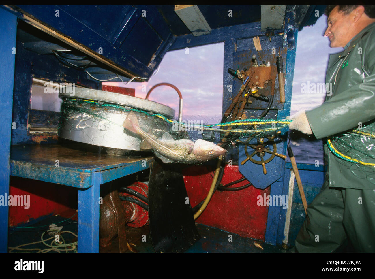 Fisher man with Cod fish Fischer mit Kabeljau Stock Photo - Alamy