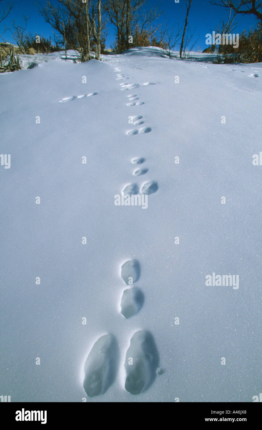 Hare foot prints in snow Hasenspuren im Schnee Stock Photo - Alamy