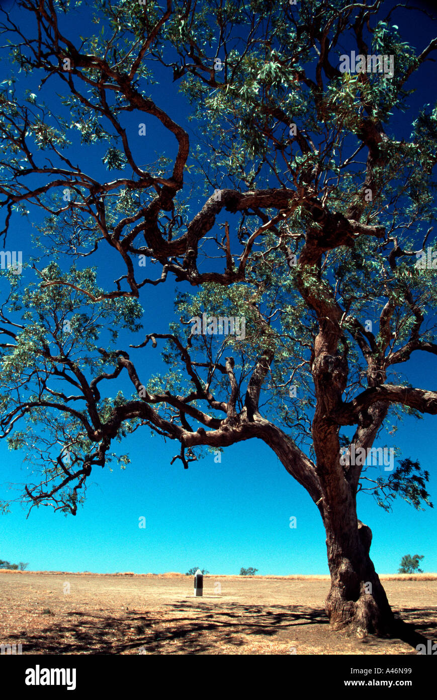 Coolabah tree Stock Photo Alamy