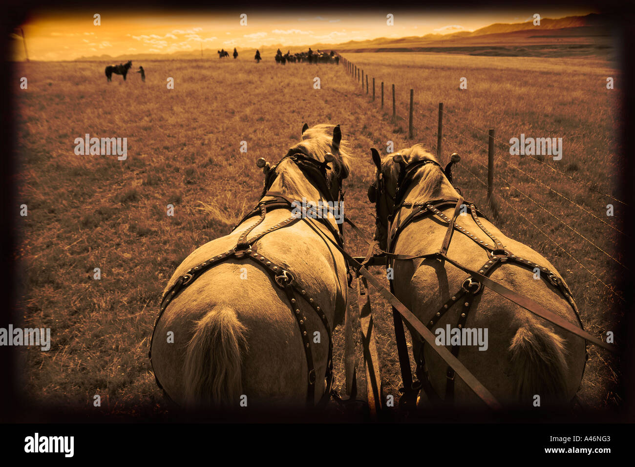 Horses pulling carriage Stock Photo Alamy