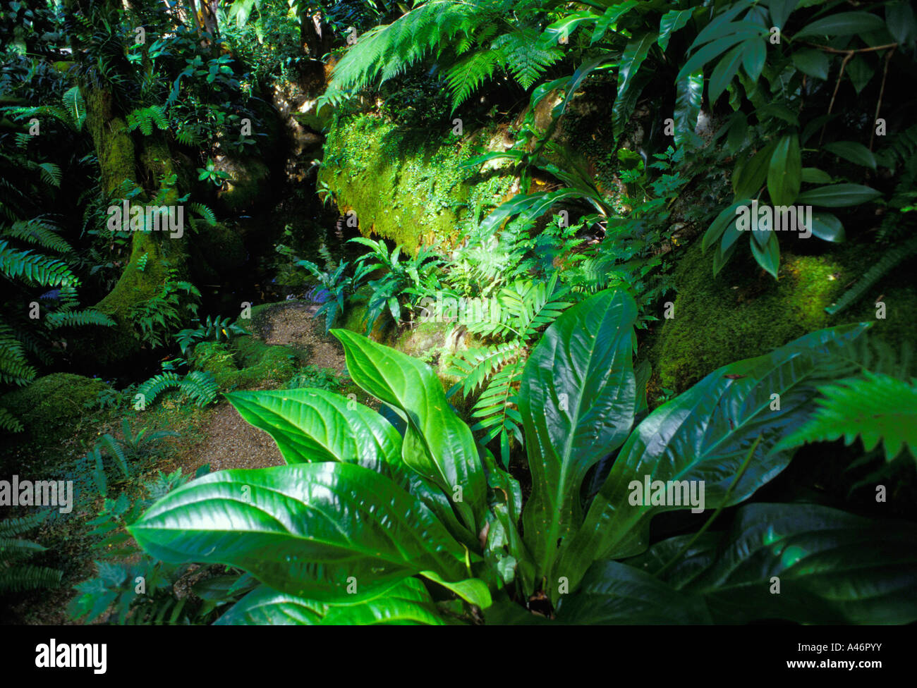 wet-tropical-australian-rainforest-fern-habitat-ecosystem-queensland