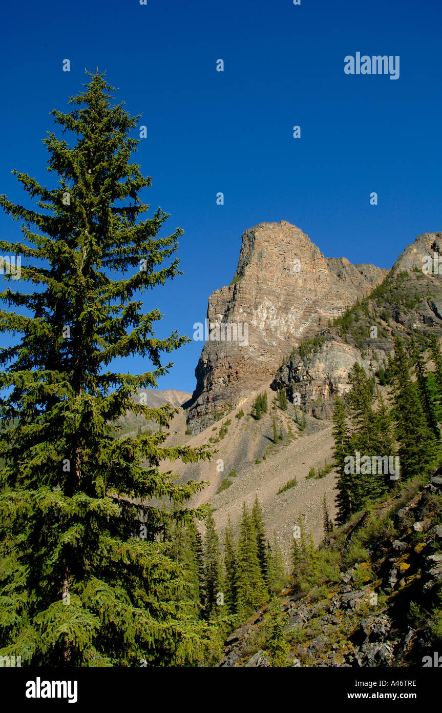 Rocky canyon layers pine hi-res stock photography and images - Alamy