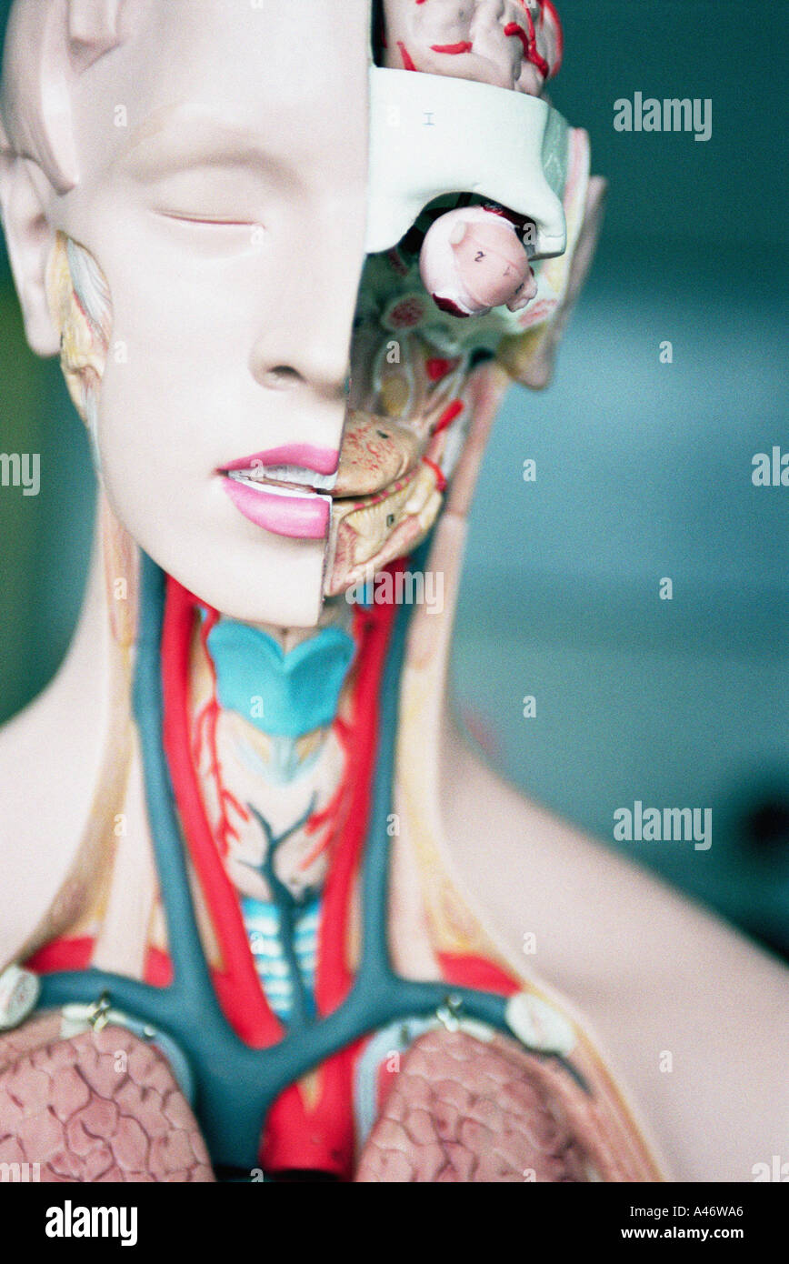 Anatomical dummy hi-res stock photography and images - Alamy