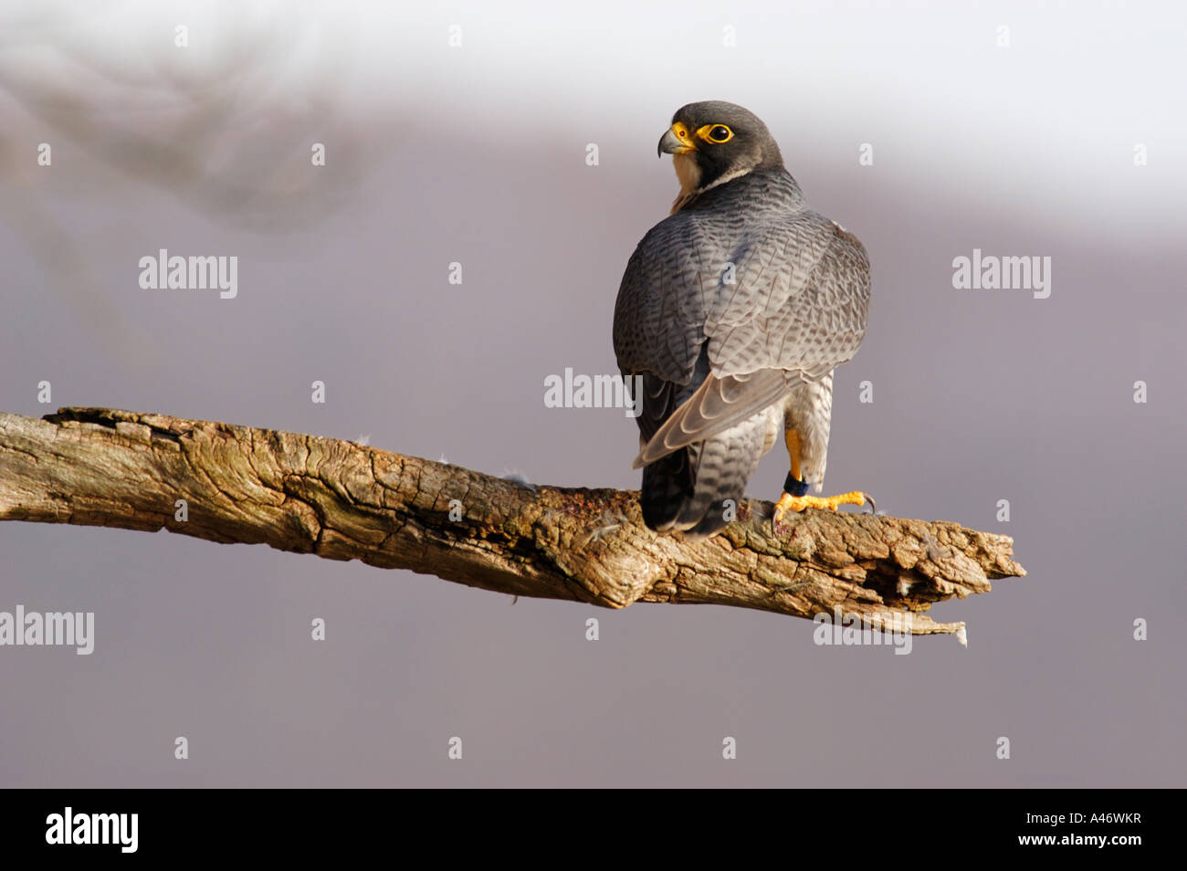 Rear view peregrine falcon falco hi-res stock photography and
