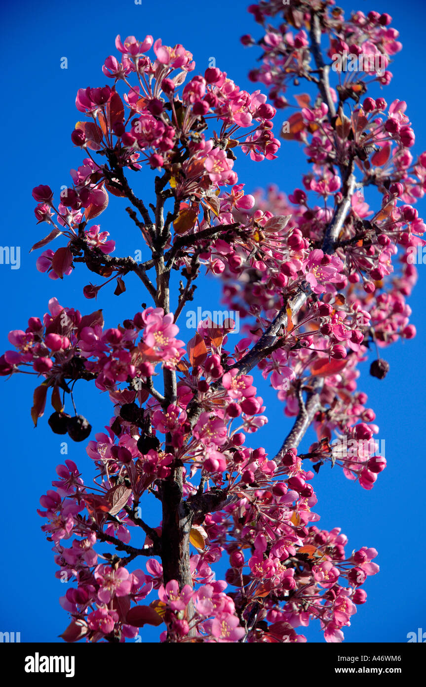 Tree with purple flowers hi-res stock photography and images - Alamy