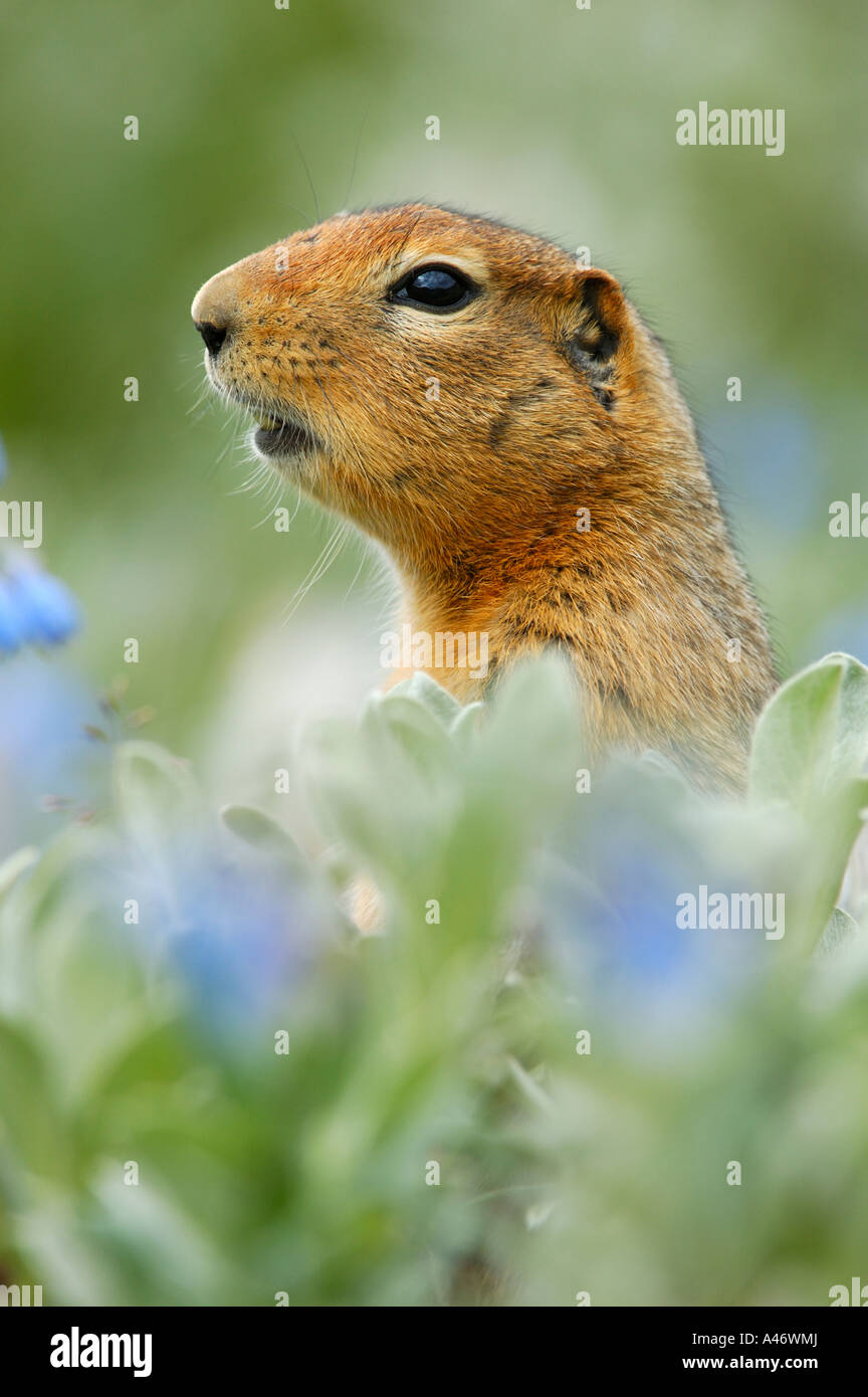Arctic Ground Squirrel (Spermophilus parryii) alert to danger, Denali National Park, Alaska, USA Stock Photo